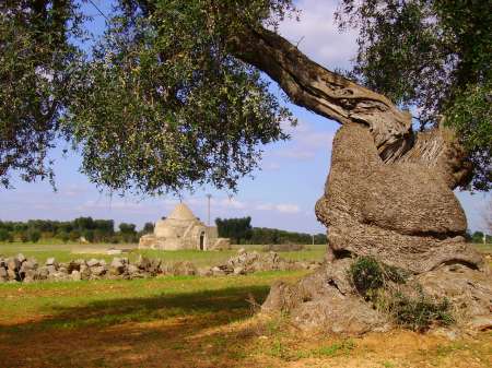 super-trulli et mega-olivier