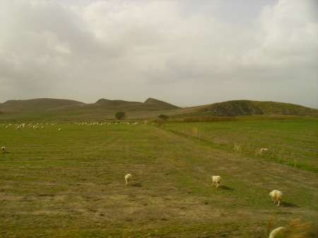 les moutons dans les collines
